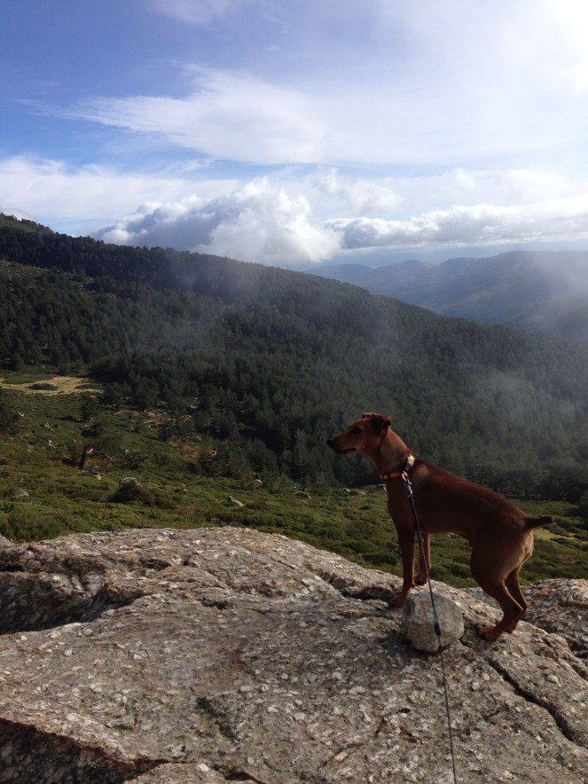 Poncho hält Ausschau