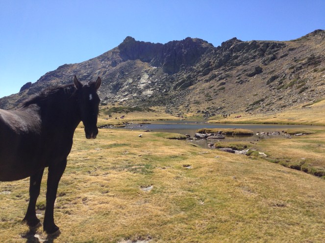 Pferde an der Lagune